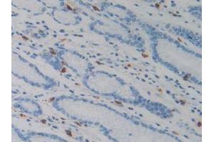 IHC-P analysis of Human Stomach Tissue, with DAB staining. (Resistin 抗体  (AA 17-108))