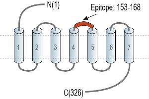 anti-Adenosine A1 Receptor (ADORA1) (AA 153-168), (Extracellular), (Loop 2) antibody (FITC)