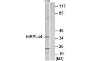 Western blot analysis of extracts from COS7 cells, using MRPL44 Antibody.