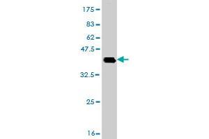 Western Blot detection against Immunogen (36. (DHX8 抗体  (AA 301-400))