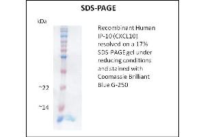 SDS-PAGE (SDS) image for Chemokine (C-X-C Motif) Ligand 10 (CXCL10) (Active) protein (ABIN5509359) (CXCL10 蛋白)