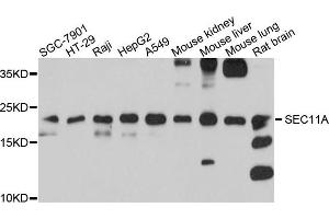 Western blot analysis of extracts of various cells, using SEC11A antibody. (SEC11A 抗体)