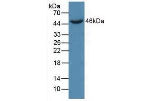 Detection of Recombinant DKK3, Human using Polyclonal Antibody to Dickkopf Related Protein 3 (DKK3) (DKK3 抗体  (AA 22-350))