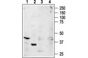 Western blot analysis of rat brain (lanes 1, 3) and rat kidney (lanes 2, 4) lysates: - 1,2. (ADORA1 抗体  (3rd Intracellular Loop))