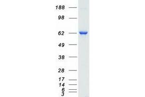 Validation with Western Blot