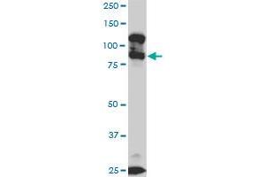 KSR2 monoclonal antibody (M05), clone 5C4. (KSR2 抗体  (AA 411-500))