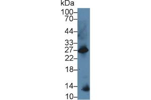 Western Blot; Sample: Mouse Kidney lysate; Primary Ab: 5µg/ml Rabbit Anti-Mouse GAL Antibody Second Ab: 0. (Galanin 抗体  (AA 36-123))