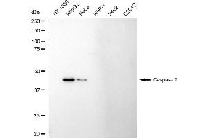 Western blotting analysis using caspase 9 antibody (ABIN7797911). (Recombinant Caspase 9 抗体)