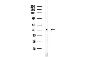 Western blot analysis of lysates from COLO205 cells, using OR1I1 Antibody at 1/1000 dilution.