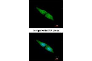 Immunofluorescence analysis of Paraformaldehyde-fixed HeLa using AP22398PU-N MAPK4 antibody at 1/200 dilution. (MAPK4 抗体  (N-Term))