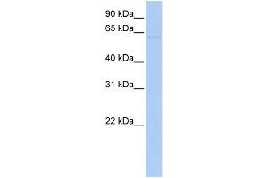 WB Suggested Anti-LRRC56 Antibody Titration: 0. (LRRC56 抗体  (N-Term))