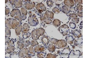 Immunoperoxidase of monoclonal antibody to VASH1 on formalin-fixed paraffin-embedded human salivary gland. (VASH1 抗体  (AA 3-100))
