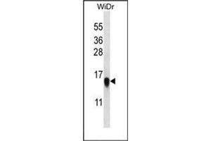 Western blot analysis in WiDr cell line lysates (35 ug/lane) using RPL35 Antibody (C-term) Cat. (RPL35 抗体  (C-Term))