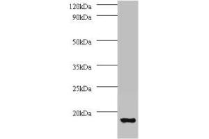 Western blot All lanes: V-type proton ATPase subunit G 1 antibody at 2 μg/mL + 293T whole cell lysate Secondary Goat polyclonal to rabbit IgG at 1/15000 dilution Predicted band size: 14 kDa Observed band size: 14 kDa (ATP6V1G1 抗体  (AA 2-118))