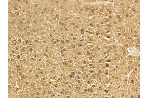 RBM7 Mouse Monoclonal Antibody at 1/100 staining mouse liver tissue by IHC-P.