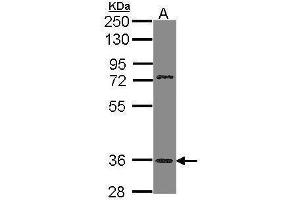 WB Image Sample (30 ug of whole cell lysate) A: H1299 10% SDS PAGE antibody diluted at 1:1000 (TAAR5 抗体  (C-Term))
