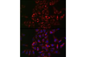 Immunofluorescence (IF) image for anti-TRAF3 Interacting Protein 2 (TRAF3IP2) (AA 1-300) antibody (ABIN6149464)