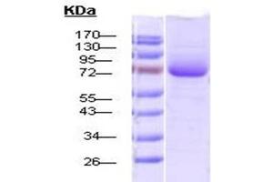 SDS-PAGE of endotoxin-free 70 kDa native human Hsp70 protein (ABIN1686693, ABIN1686694 and ABIN1686695).