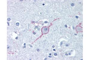 Anti-GALR3 antibody IHC of human brain, cortex. (GALR3 抗体  (Extracellular Domain))