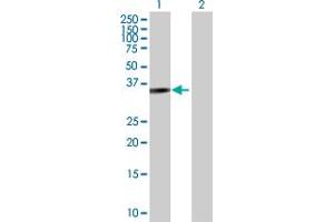 Western Blot analysis of PARVG expression in transfected 293T cell line by PARVG MaxPab polyclonal antibody. (PARVG 抗体  (AA 1-331))