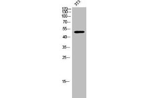 Western Blot analysis of 3T3 cells using RBM34 Polyclonal Antibody (RBM34 抗体  (C-Term))