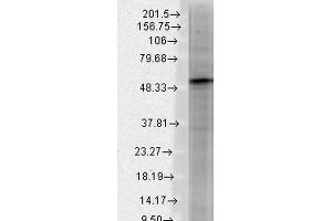 Western Blot analysis of Rat brain membrane lysate showing detection of GABA A Receptor protein using Mouse Anti-GABA A Receptor Monoclonal Antibody, Clone S87-25 . (GABRA1 抗体  (AA 370-433) (PE))