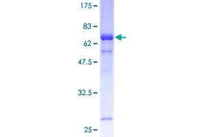 THO Complex 3 Protein (THOC3) (AA 1-351) (GST tag)