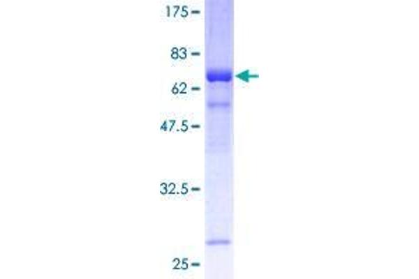 THO Complex 3 Protein (THOC3) (AA 1-351) (GST tag)