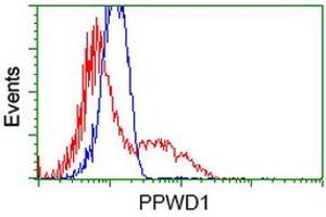 HEK293T cells transfected with either RC204570 overexpress plasmid (Red) or empty vector control plasmid (Blue) were immunostained by anti-PPWD1 antibody (ABIN2453498), and then analyzed by flow cytometry. (PPWD1 抗体)