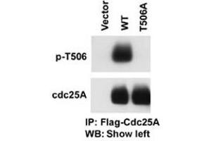 The CDC25A (phospho T506) polyclonal antibody  is used in Western blot to detect Phospho-CDC25A-T506 in cells transfected with wild type or mutant T506A of CDC25A. (CDC25A 抗体  (pThr507))