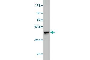 Western Blot detection against Immunogen (35. (BRD2 抗体  (AA 167-256))