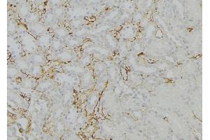 ABIN6274020 at 1/100 staining Mouse kidney tissue by IHC-P. (KDELR1 抗体  (Internal Region))
