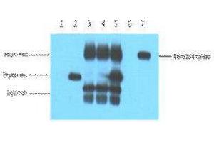 Immunoprecipitation (IP) analysis: 5ug V5 Mouse IgG1 per ml Lysate, WB 1:5000. (V5 Epitope Tag 抗体)