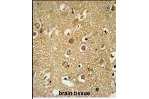 RAB11FIP2 Antibody (Center) (ABIN651666 and ABIN2840350) immunohistochemistry analysis in formalin fixed and paraffin embedded human brain tissue followed by peroxidase conjugation of the secondary antibody and DAB staining. (RAB11FIP2 抗体  (AA 345-374))