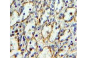 Used in DAB staining on fromalin fixed paraffin-embedded Spleen tissue (CD235a/GYPA 抗体  (AA 1-108))