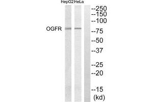 Western Blotting (WB) image for anti-Opioid Growth Factor Receptor (OGFR) (Internal Region) antibody (ABIN1851752) (OGFR 抗体  (Internal Region))