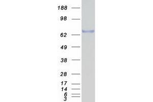 Validation with Western Blot