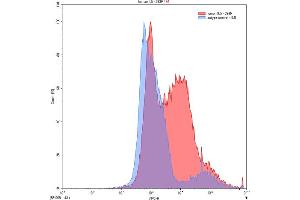 Detection of IL5 in 293F line transfected with target gene using Polyclonal Antibody to Interleukin 5 (IL5) (IL-5 抗体  (AA 20-134))