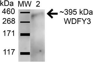 Western blot analysis of Human HeLa and 293Trap cell lysates showing detection of 395. (WDFY3 抗体  (AA 533-544) (Atto 488))