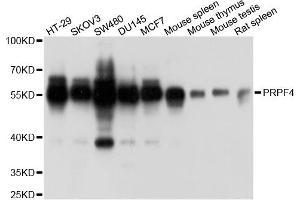 Western blot analysis of extracts of various cell lines, using PRPF4 antibody. (PRPF4 抗体)