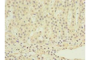 Immunohistochemistry of paraffin-embedded human adrenal gland tissue using ABIN7168408 at dilution of 1:100 (RALYL 抗体  (AA 1-291))