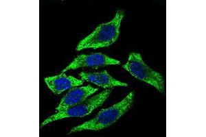 Immunofluorescence analysis of HepG2 cells using DCTN4 mouse mAb (green). (Dynactin 4 抗体  (AA 57-298))
