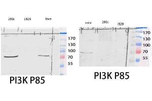 Western Blot (WB) analysis of 293T COLO205 lysis using PI 3-kinase p85alpha/gamma antibody. (PI3K p85 alpha/gamma 抗体  (Ser106))