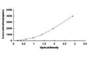 ELISA image for Haptoglobin (HP) ELISA Kit (ABIN1118049)