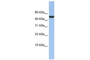 WB Suggested Anti-ABAT Antibody Titration: 0. (ABAT 抗体  (Middle Region))