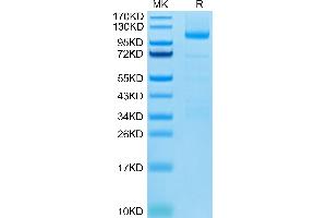 Human LGR-5 on Tris-Bis PAGE under reduced condition. (LGR5 Protein (AA 22-543) (Fc Tag))