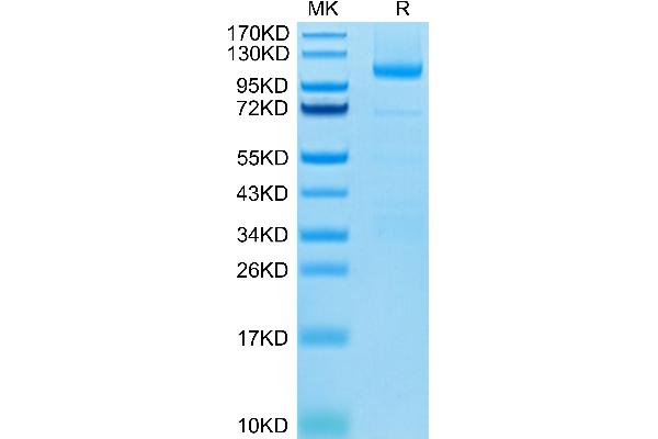 LGR5 Protein (AA 22-543) (Fc Tag)