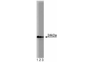 Western blot analysis of Rab11 on MDCK lysate. (RAB11A 抗体  (AA 86-207))