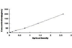 Procollagen II N-Terminal Propeptide (PIINP) ELISA Kit