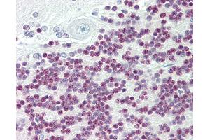 Anti-TBX15 antibody IHC staining of human brain, cerebellum. (T-Box 15 抗体  (AA 412-461))
